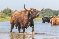 Große schottische Highlander-Stiere muhen von Anne Zwagers Miniaturansicht