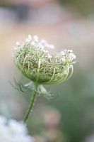 Sommerblume