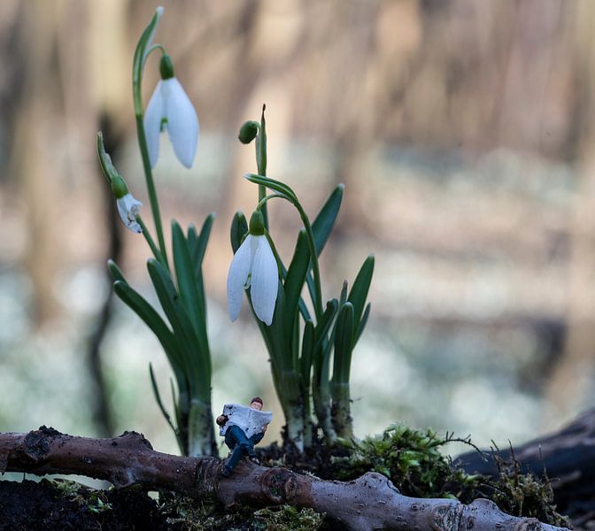 miniatuur mannetje leest krant in het bos von ChrisWillemsen