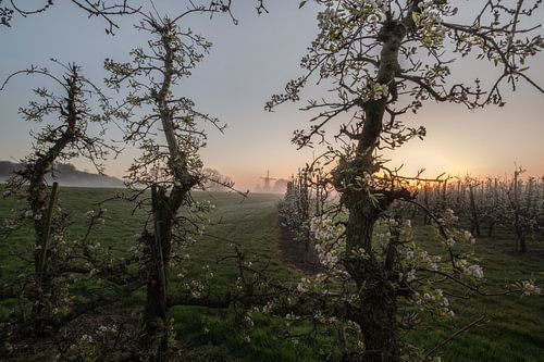 Molen De Vlinder tussen de bloesem aan de rivier de Linge in de Betuwe