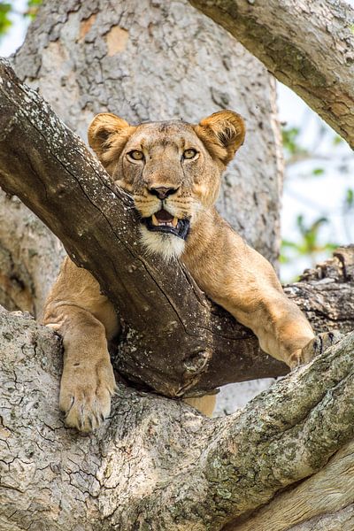 Lionne grimpant aux arbres / Paysage africain / Photographie de la nature / Ouganda par Jikke Patist