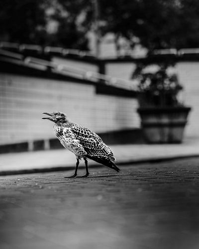 Oiseau dans le besoin