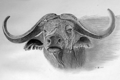 Buffel
