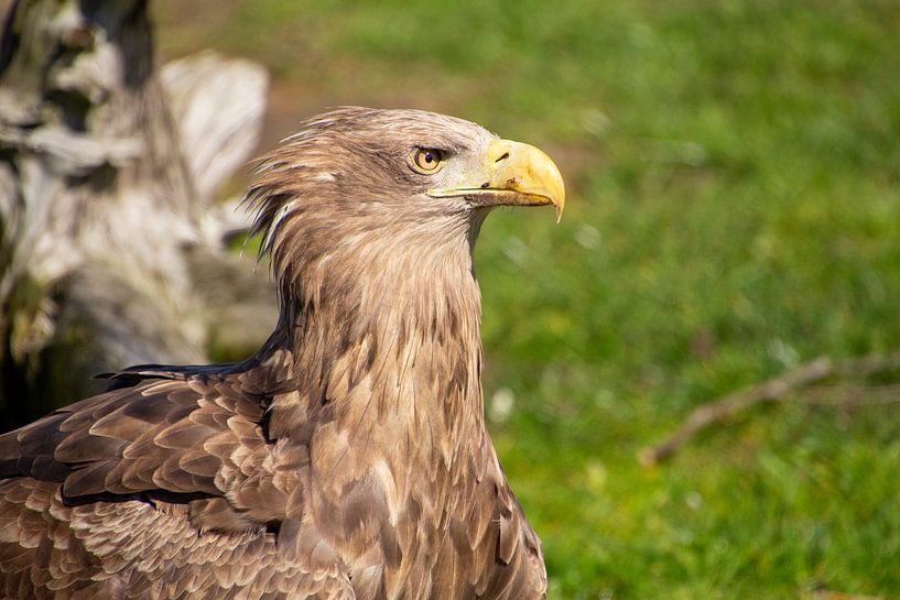 Weißkopfseeadler von AdWF