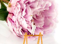 pink peony with flower bud von ChrisWillemsen