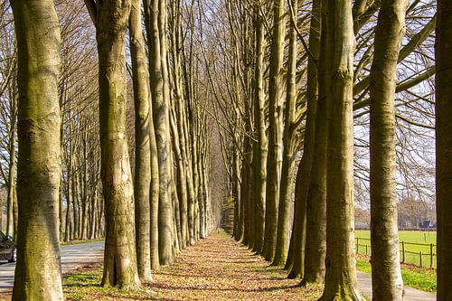 Baumallee bei Elspeet in der Region Veluwe