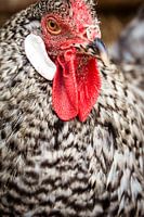 Malinois - hen - cuckoo