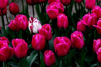 Tulips