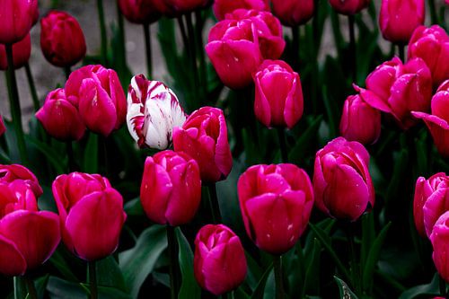 Tulips