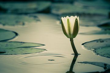Nénuphar blanc sur Denis Feiner