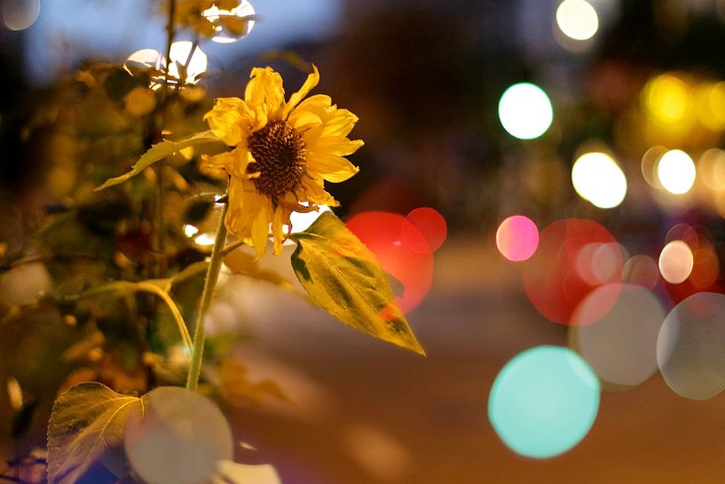 Sunflower  by Marianna Pobedimova