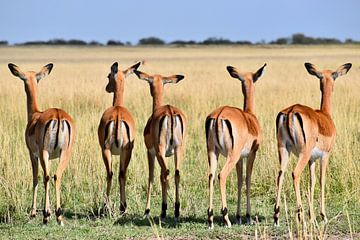 Vijf impala's op een rij van Vincent Dekker