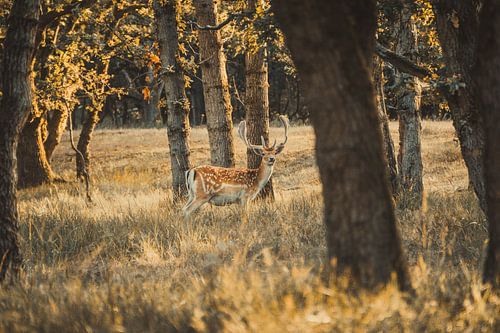Hert in waterleidingduinen