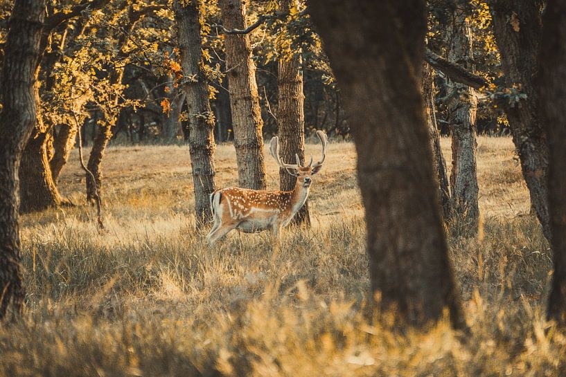 Deer in water supply dunes by Gerben Bol