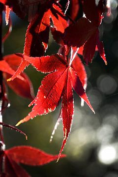 Rood blad in herfst van Fred de Krom