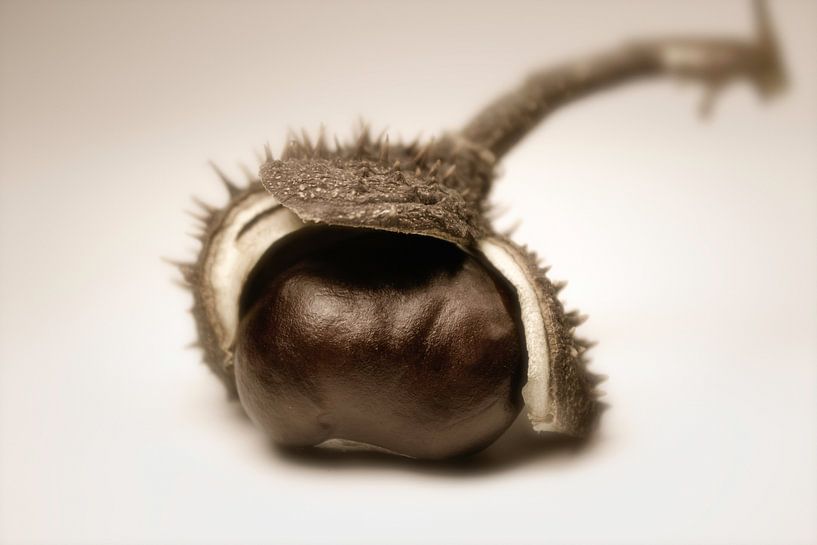 Kastanie by Dagmar Marina