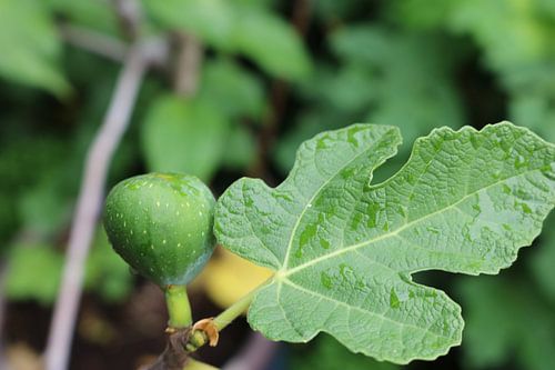Groene vijg met vijgenblad