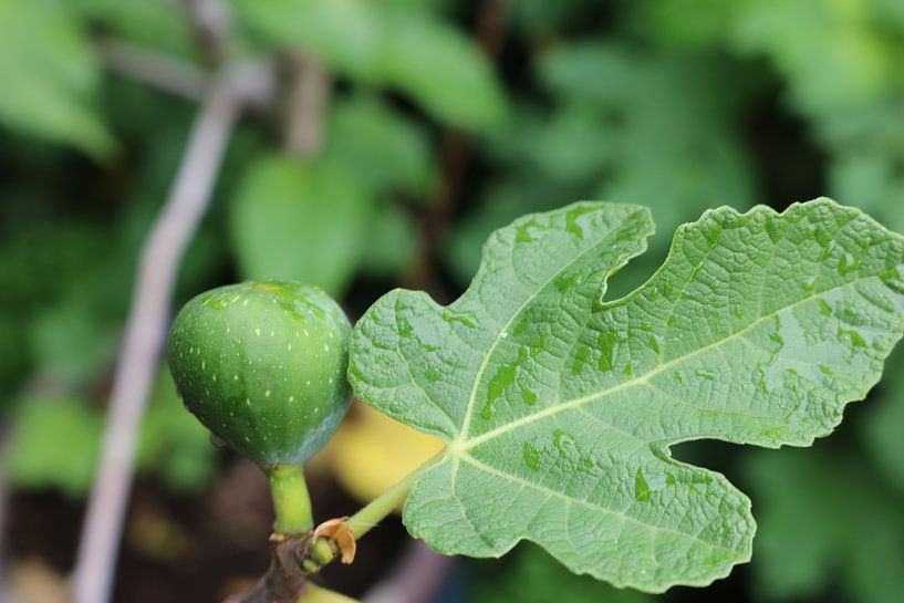 Green fig with fig leaf by Rosalie Broerze