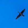 Aalscholver in vogelvlucht van Eagle Wings Fotografie