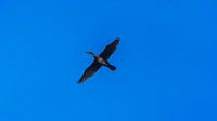 Cormorant in a nutshell by Eagle Wings Fotografie thumbnail