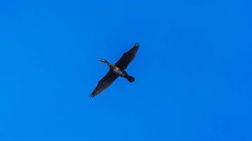 Aalscholver in vogelvlucht van Eagle Wings Fotografie