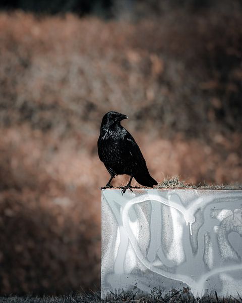 Urban raven by Laquaiart