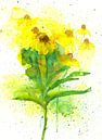 Sonnenhut florales Aquarellgemälde von Karen Kaspar Miniaturansicht