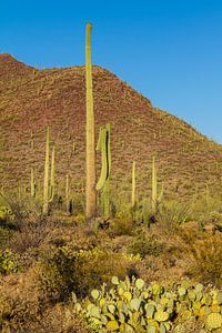 Landschapsimpressie van Saguaro National Park van Melanie Viola