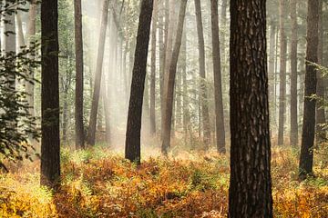 Das Sonnenlicht strahlt durch die Bäume. von tim eshuis