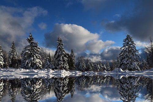 De eerste sneeuw op het bos