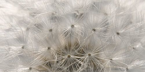 Panorama van een stukje pluizenbol