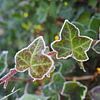 Bevroren blad van Cindy Arts