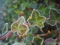 Bevroren blad