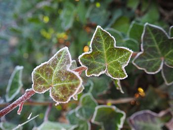 Bevroren blad