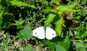 Grote koolwitje vlinder in een weide van Animaflora PicsStock