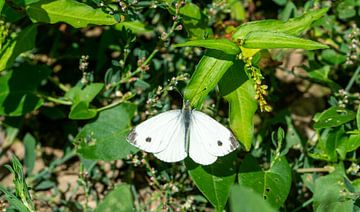 Grande piéride du chou Papillon dans une prairie sur Animaflora PicsStock