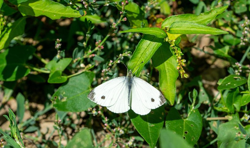 Grande piéride du chou Papillon dans une prairie par Animaflora PicsStock