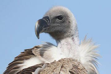 Witruggier (Gyps africanus) van Ronald Pol