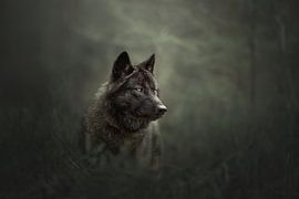 Portrait of a black wolf | wildlifephotography by Laura Dijkslag