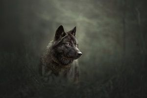 Portrait d'un loup noir | wildlifephotography