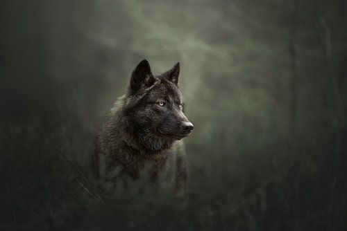 Portret van een zwarte wolf | wildlifephotography