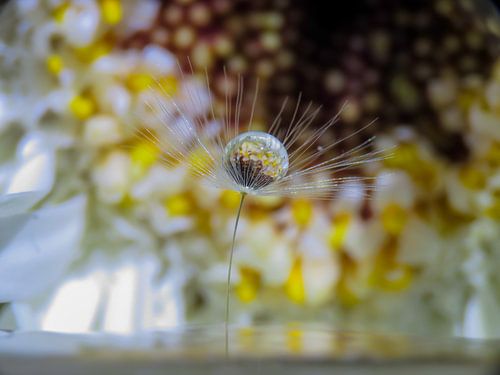 Löwenzahnflaum gelber Hintergrund