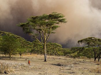 Sandstorm behind the yellow Acacia trees