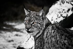 Kokette lynx met gloeiende ogen die half omkeert van het huilen op een koude sneeuwachtige achtergro