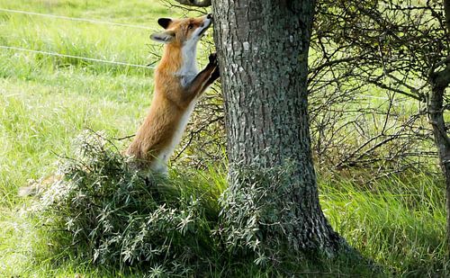 Vos proeft en ruikt aan de boom.
