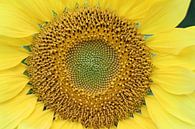 Das Herz der Sonnenblume von Geert Visser Miniaturansicht