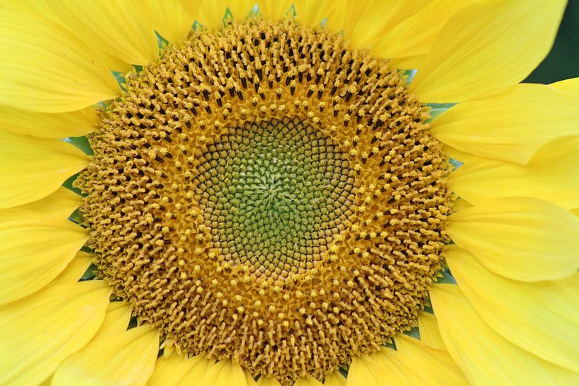 Das Herz der Sonnenblume von Geert Visser