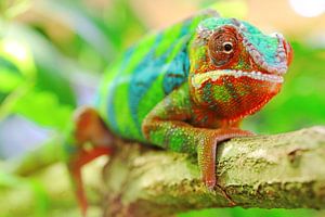 Panther Chameleon by Fineblick