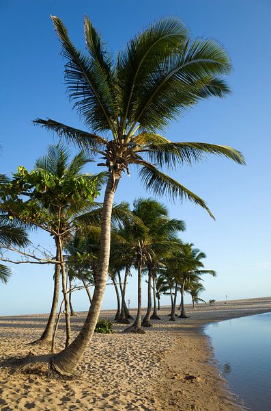 Palmen am Strand von Praia de Imbassai, Brasilien. von Kees van Dun