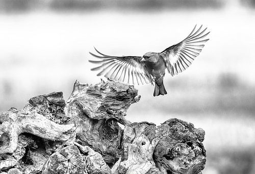 Bird landing on tree stump , black and white